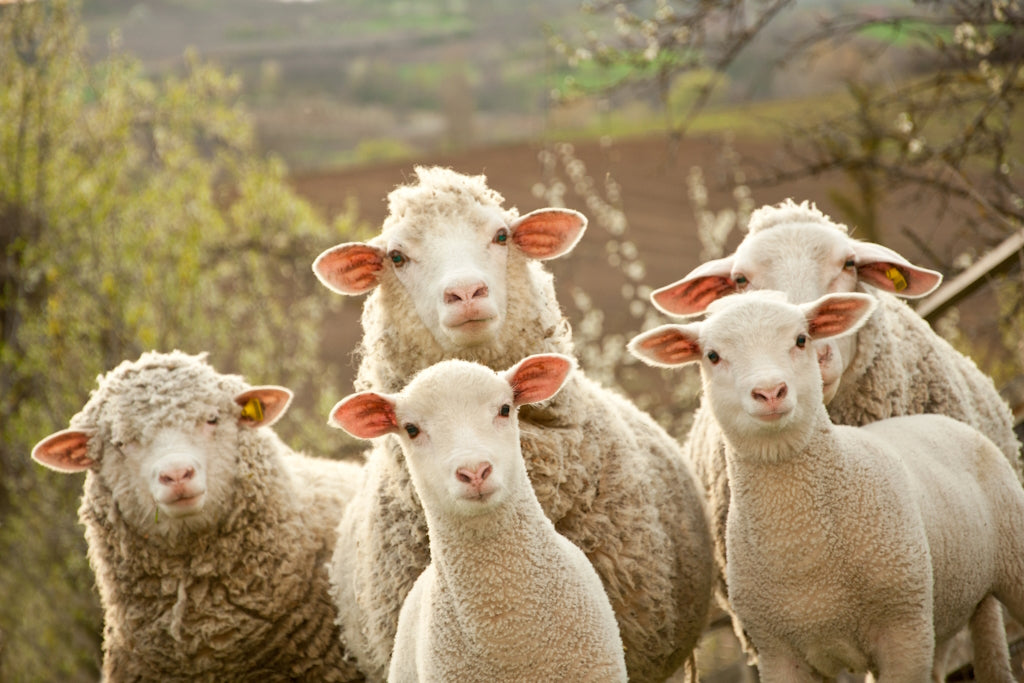 Schafe und Wolle