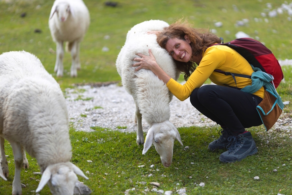 Happy,Female,Hiker,Stroking,And,Hugging,A,Soft,White,Sheep